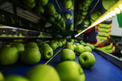 Apples on the production line. Green apple production in a fruit production and packaging factory. Hands of workers in the background, observing the sorting and selection of apples